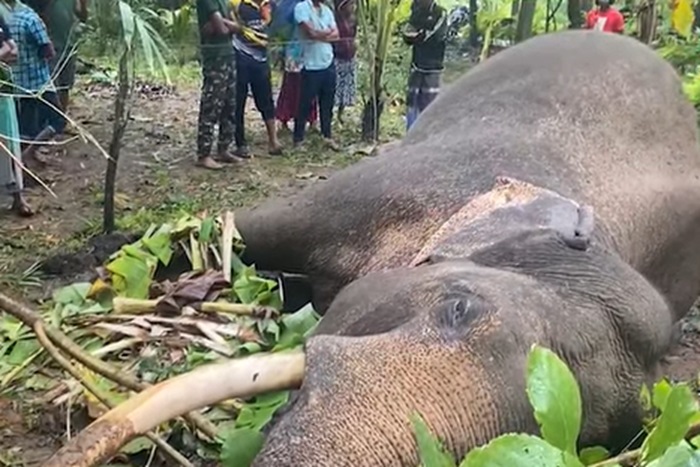 Famous Sri Lankan Tusker dies of electrocution (Video)