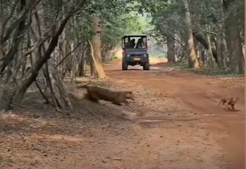 Dog used as leopard bait in Wilpattu? Wildlife Department to investigate