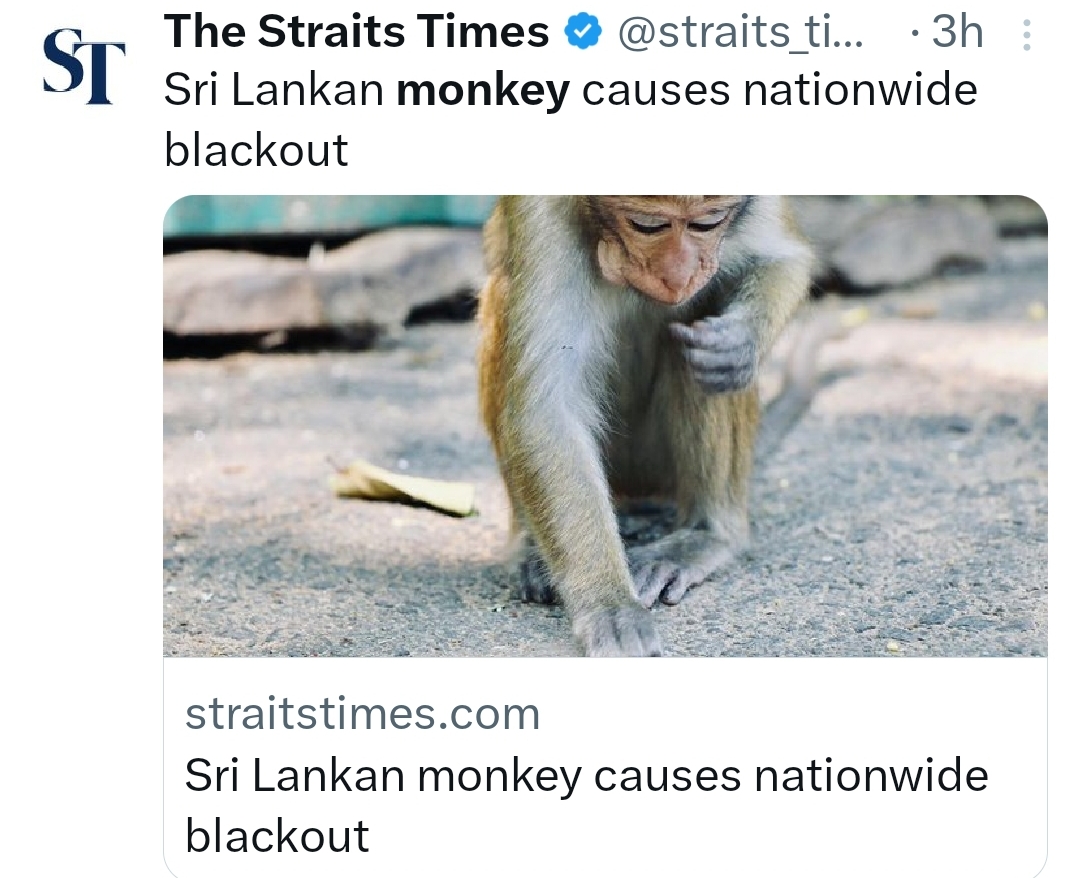 Sri Lanka’s ‘Monkey Blackout’ makes International Headlines