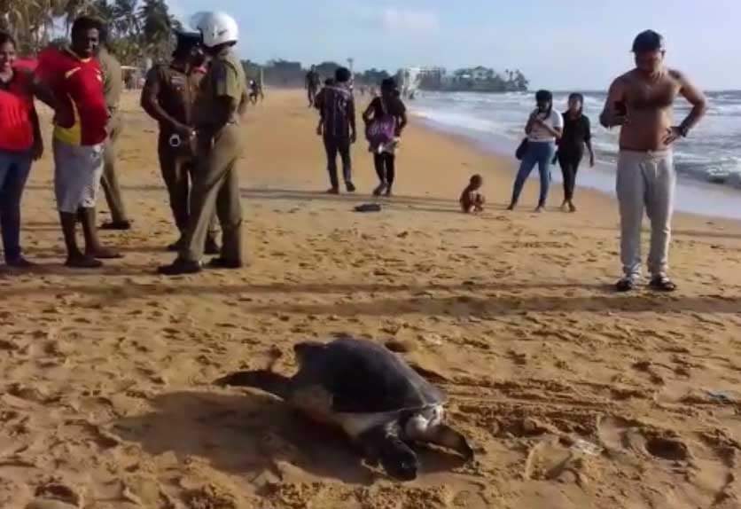 Probe launched into mysterious deaths of nearly 10 sea turtles - NewsWire