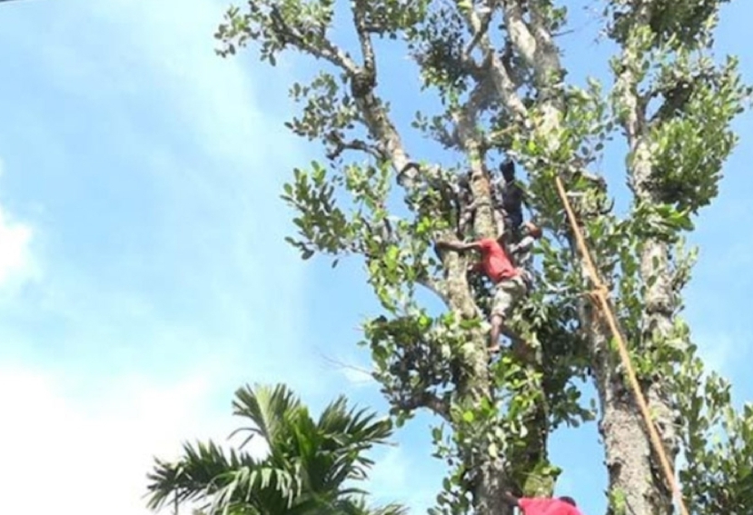 Watch Man Rescued After He Became Unconscious On Top Of A Tree Newswire