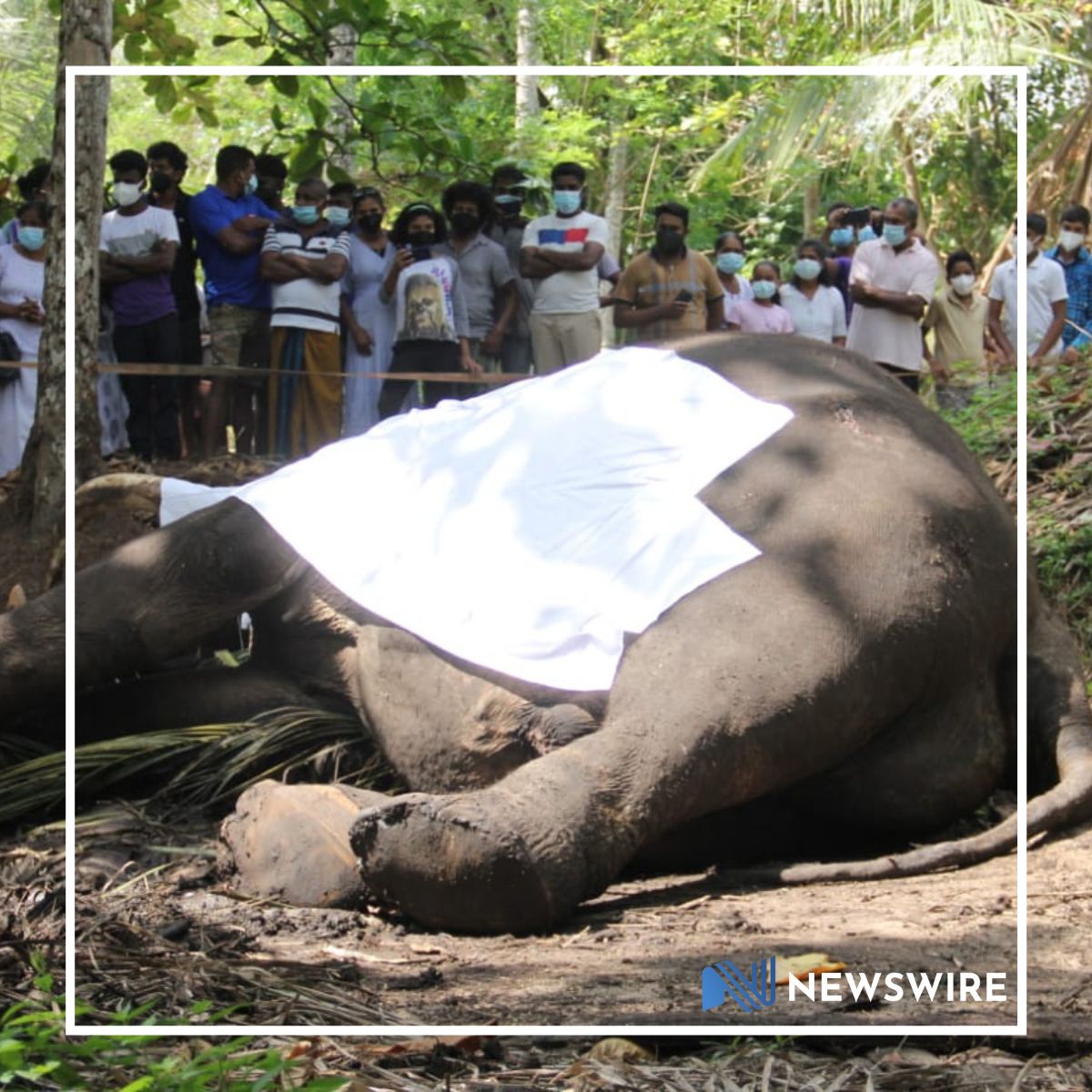 Sri Lanka to preserve the body of ceremonial tusker 