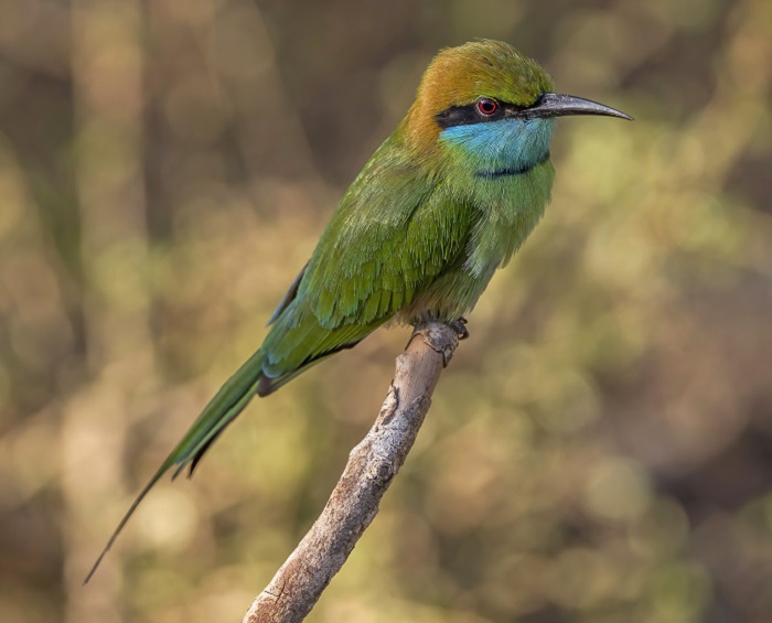 81 bird species in Sri Lanka at risk of extinction NewsWire